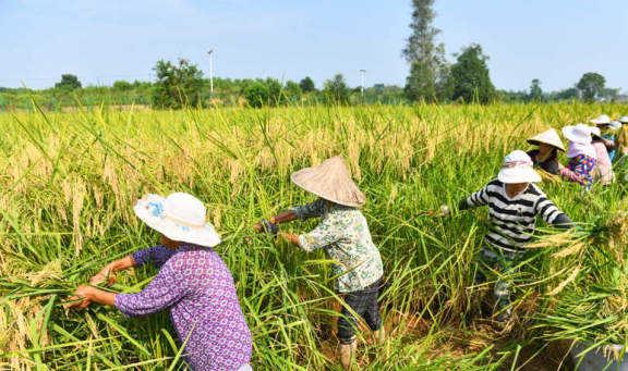 收获了 两米高巨型水稻开镰收割,但亩产却不高,还有开发价值吗