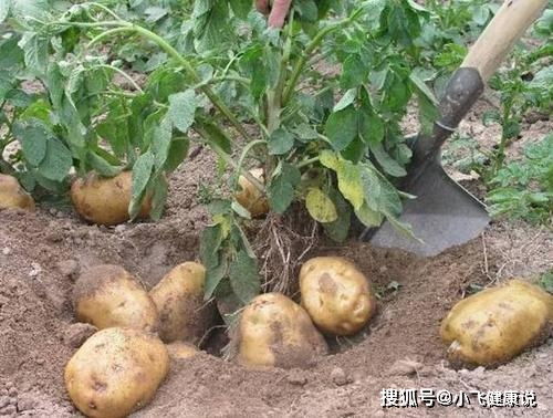 吃土豆有助于控制血压,可哪种方式血糖生成指数最低 告诉你答案