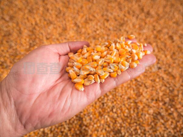 玉米种子和一堆成熟的玉米种子放在一起。