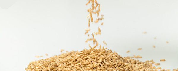 水稻小麦是单子叶还是双子叶