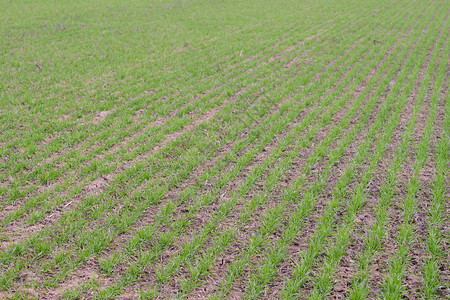 青小麦绿近农业地貌