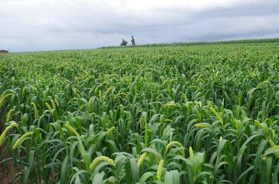 农村俗语:“豆见豆,必定瘦;谷随谷,守着哭”,为啥?正确吗?