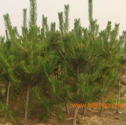 想要易成活的2米黑松苗就来港信苗木合作社 泰安2米黑松苗,想要易成活的2米黑松苗就来港信苗木合作社 泰安2米黑松苗生产厂家,想要易成活的2米黑松苗就来港信苗木合作社