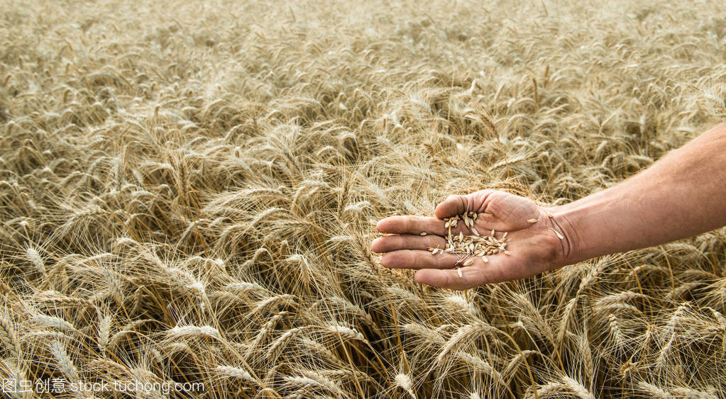 手的谷物种植者对面食的字段