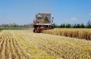 山西粮食作物种植结构明显优化