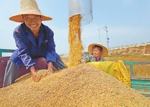 总产量2015年以来稳定在6.5亿吨以上 粮食库存实饭碗端得牢