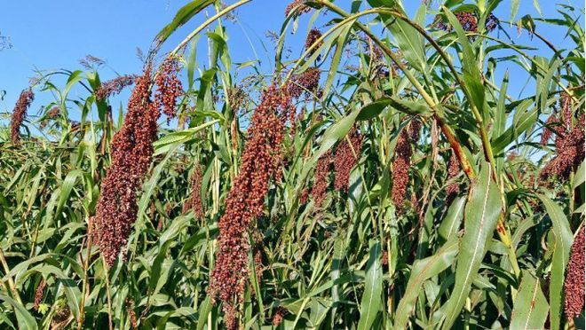 遇见乡村·遇见美 | 高粱红 好“丰”景