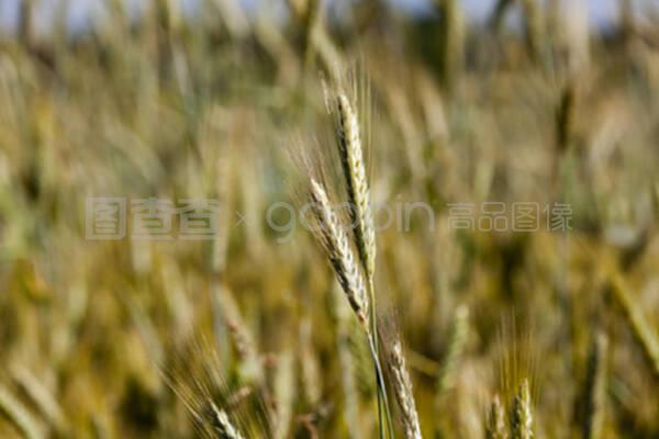 夏季的谷物种植