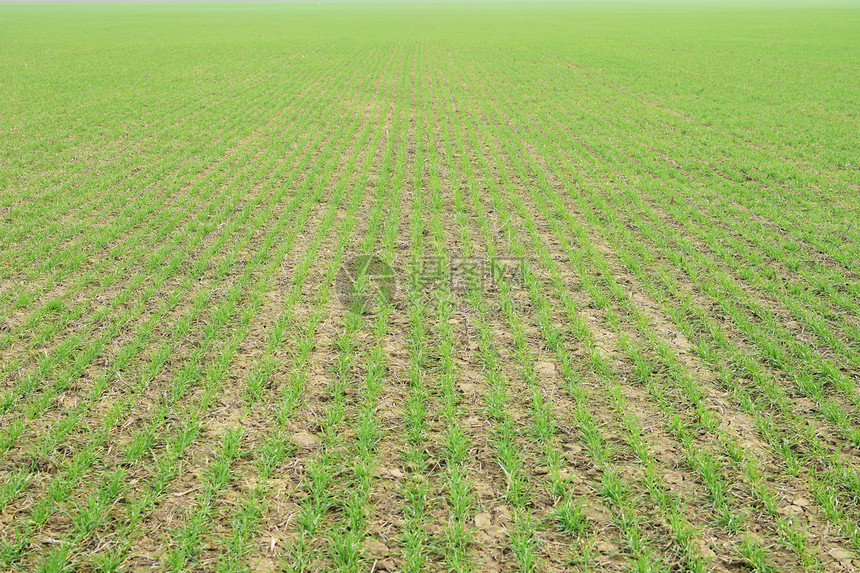 春冬小麦田野林谷物种植