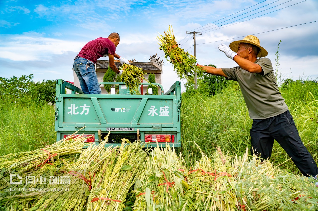 乡村田园的丰收图景 芝麻与谷物种植园收割装车运输纪实
