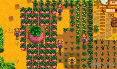 星露谷物语超大作物种植攻略 高效培育谷物与作物的秘诀