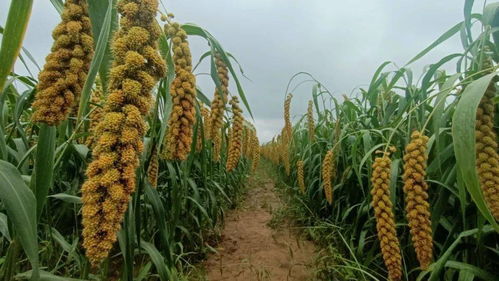 全国谷子产业创新发展大会在伊川隆重举办，推动谷物种植迈向新高度