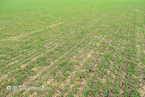 春冬小麦与谷物种植 田野林间的农业智慧