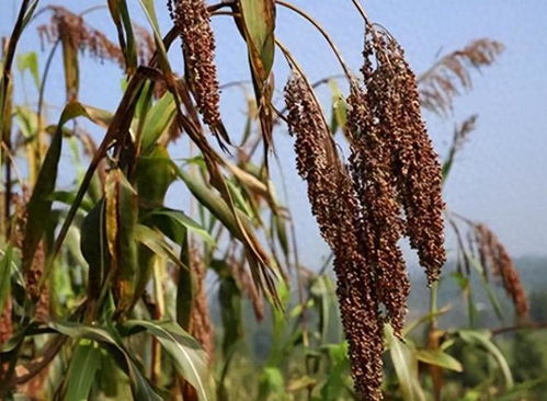 曾是我国的 救命粮 ,现在却十分少见 反观美国却在疯狂种植