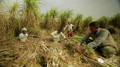 年销量十几亿瓶的印度仿制威士忌,连苏格兰人看了都害怕