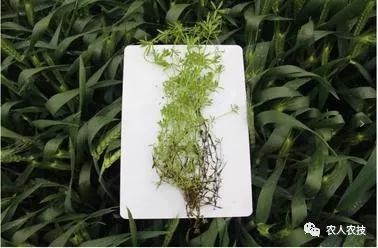 麦田杂草的那点事,看完顶两个 专家