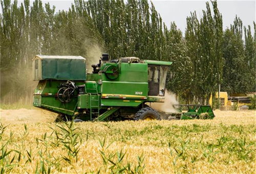 新疆逆袭成粮仓 谷物产量超越中亚各国，哈萨克斯坦表示看呆了