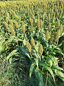 红高粱的农业背景与谷物种植价值